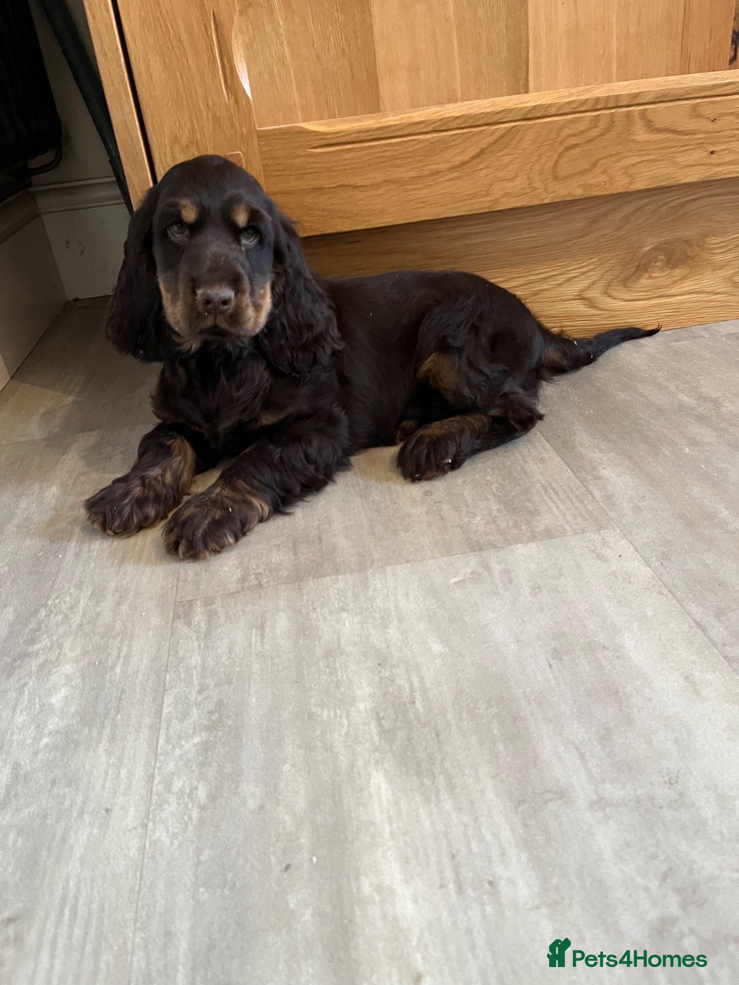 Cocker Spaniel dogs for sale: Health tested kennel club reg choc & tan puppies - Advert 1