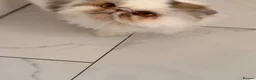 Persian cats for sale: Gccf registered Persian  - Advert 5