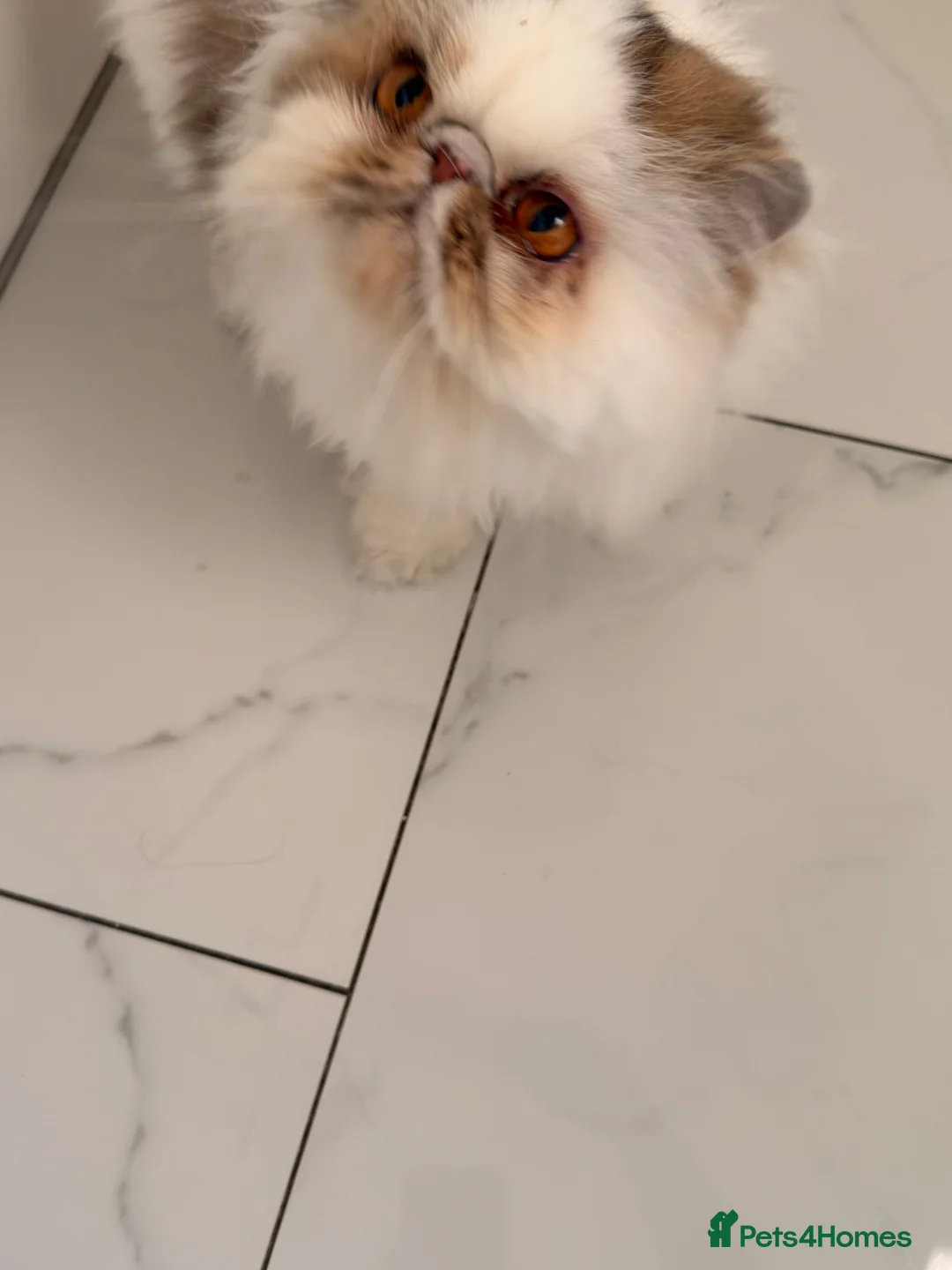Persian cats for sale: Gccf registered Persian  - Advert 5