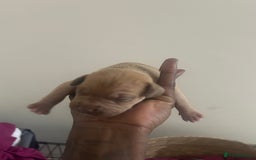Mixed Breed dogs for sale: French bulldog mix - Image 9