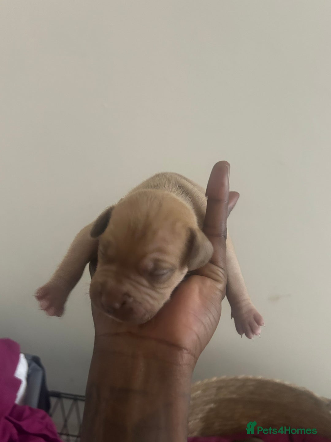 Mixed Breed dogs for sale: French bulldog mix - Image 9