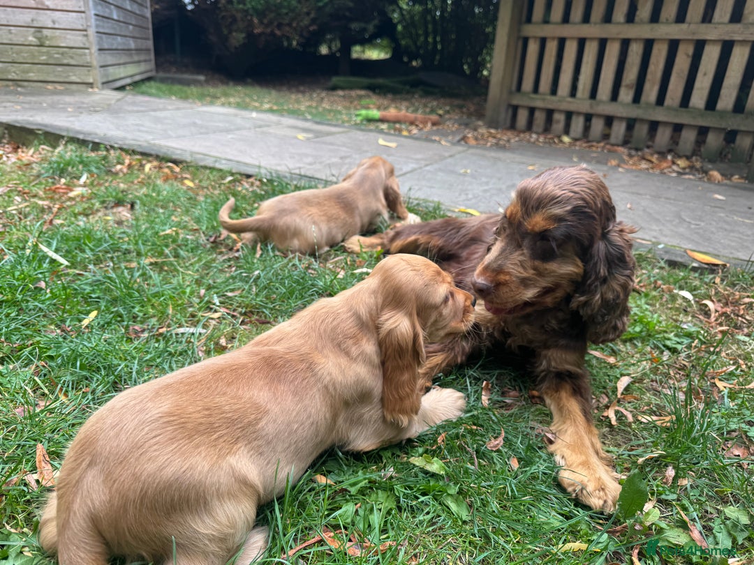 Cocker Spaniel dogs for sale: TRUE SHOW TYPE HEALTH TESTED SHOW TYPE  - Image 22