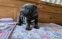 Staffordshire Bull Terrier dogs for sale: Beautiful Kennel registered blue staffie for sale  - Image 4