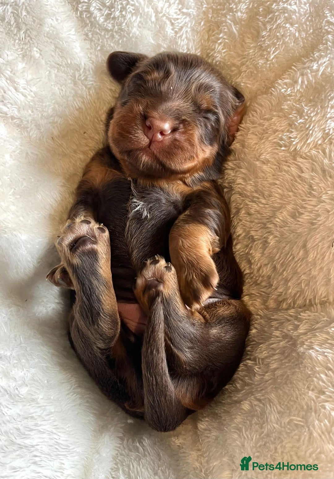 Cocker Spaniel dogs for sale: Extensively Health tested cocker spaniels Puppies  - Advert 14