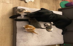 American Shorthair cats for sale: 4 amazingly beautiful kittens - Advert 5