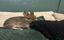 Netherland Dwarf rabbits for sale: Bambi  - Image 1