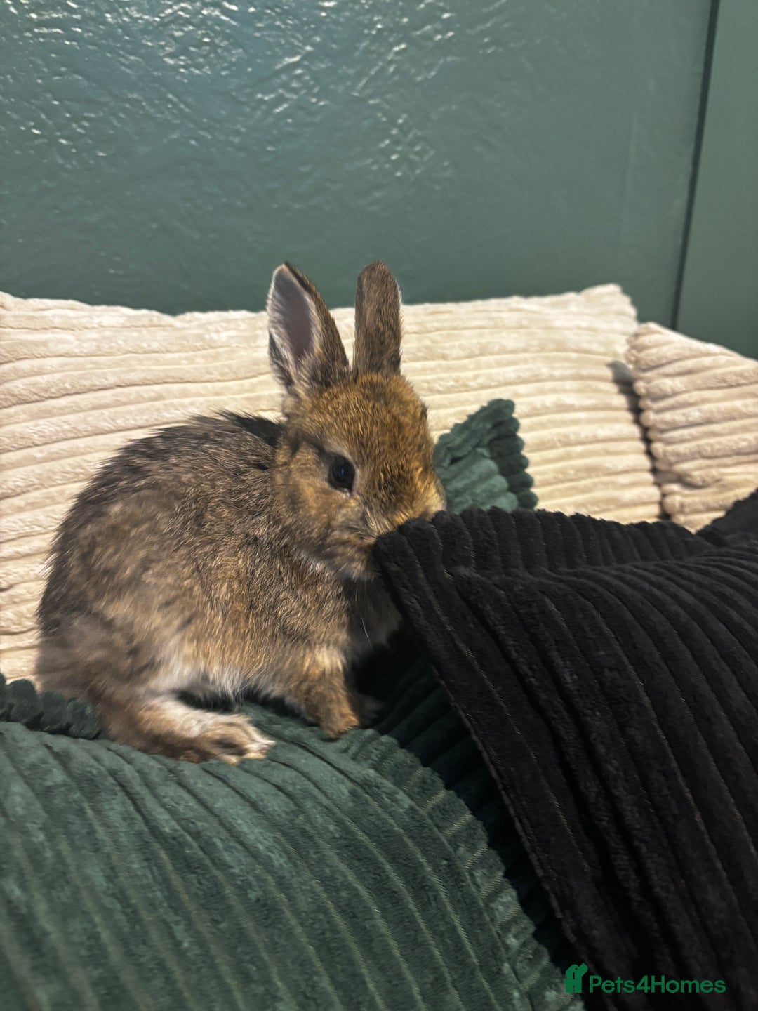 Netherland Dwarf rabbits for sale: Bambi  - Image 1