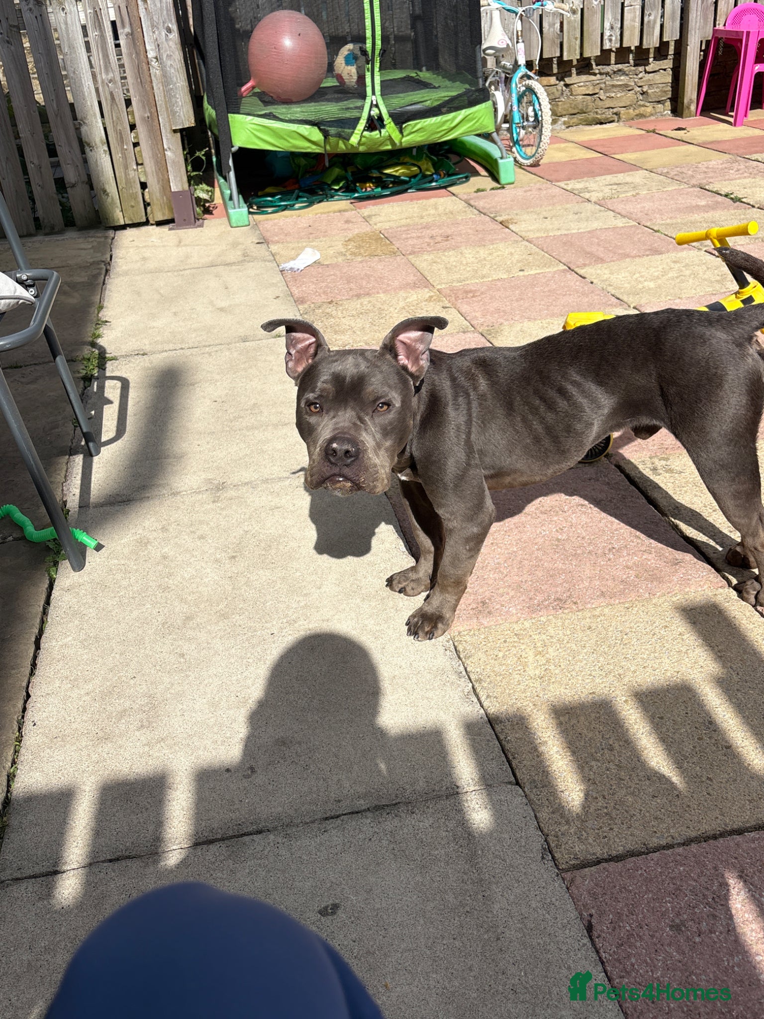 Mixed Breed dogs for sale: blaze he’s  pocket bully cross alpha blue bulldog  in Huddersfield - Advert 1