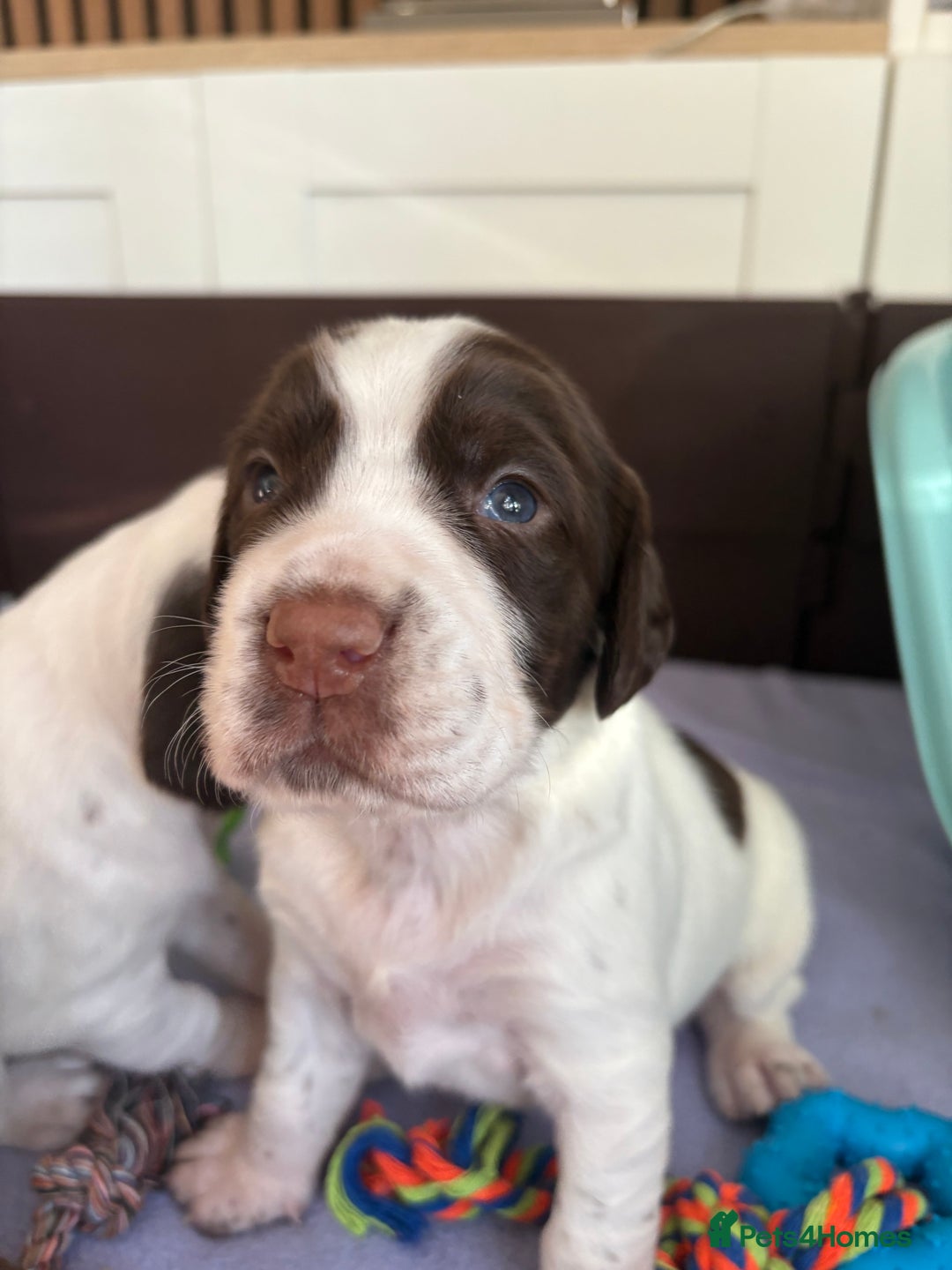 Mixed Breed dogs for sale: Sprockers cross  - Image 5