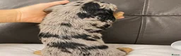 Miniature Dachshund dogs for sale: Stunning Silver Dapple Long Haired Dachshund Pups - Advert 10