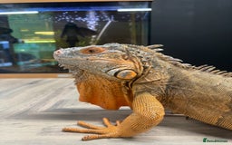 Iguana reptiles for sale: 4 Year Old Male Green (Red) Iguana - Image 2