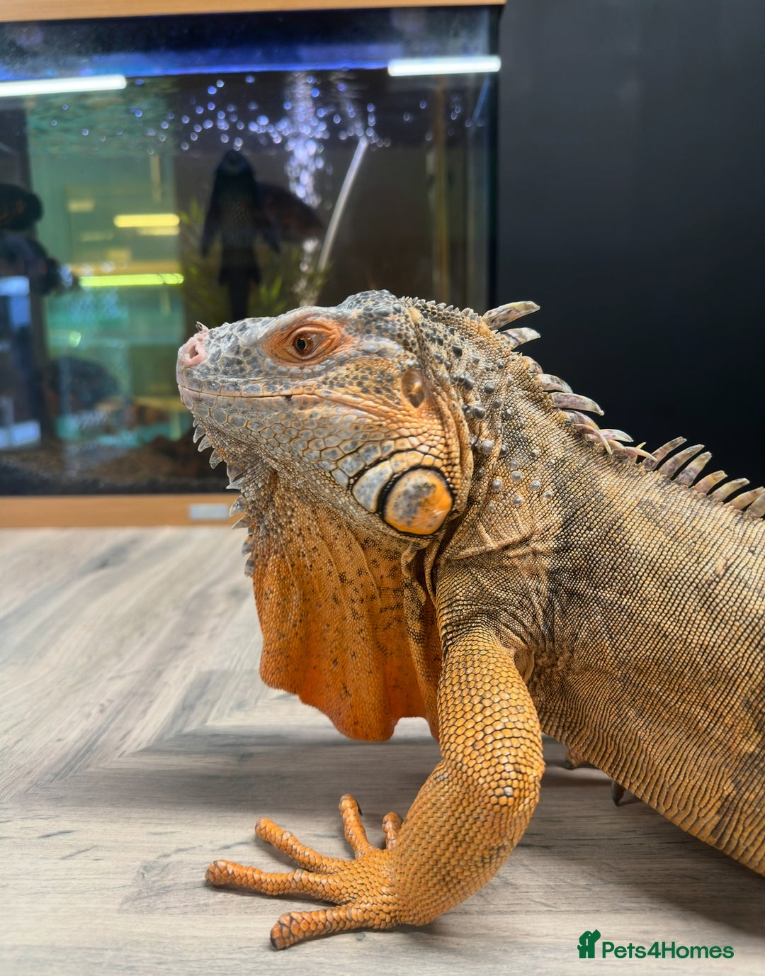Iguana reptiles for sale: 4 Year Old Male Green (Red) Iguana - Image 2