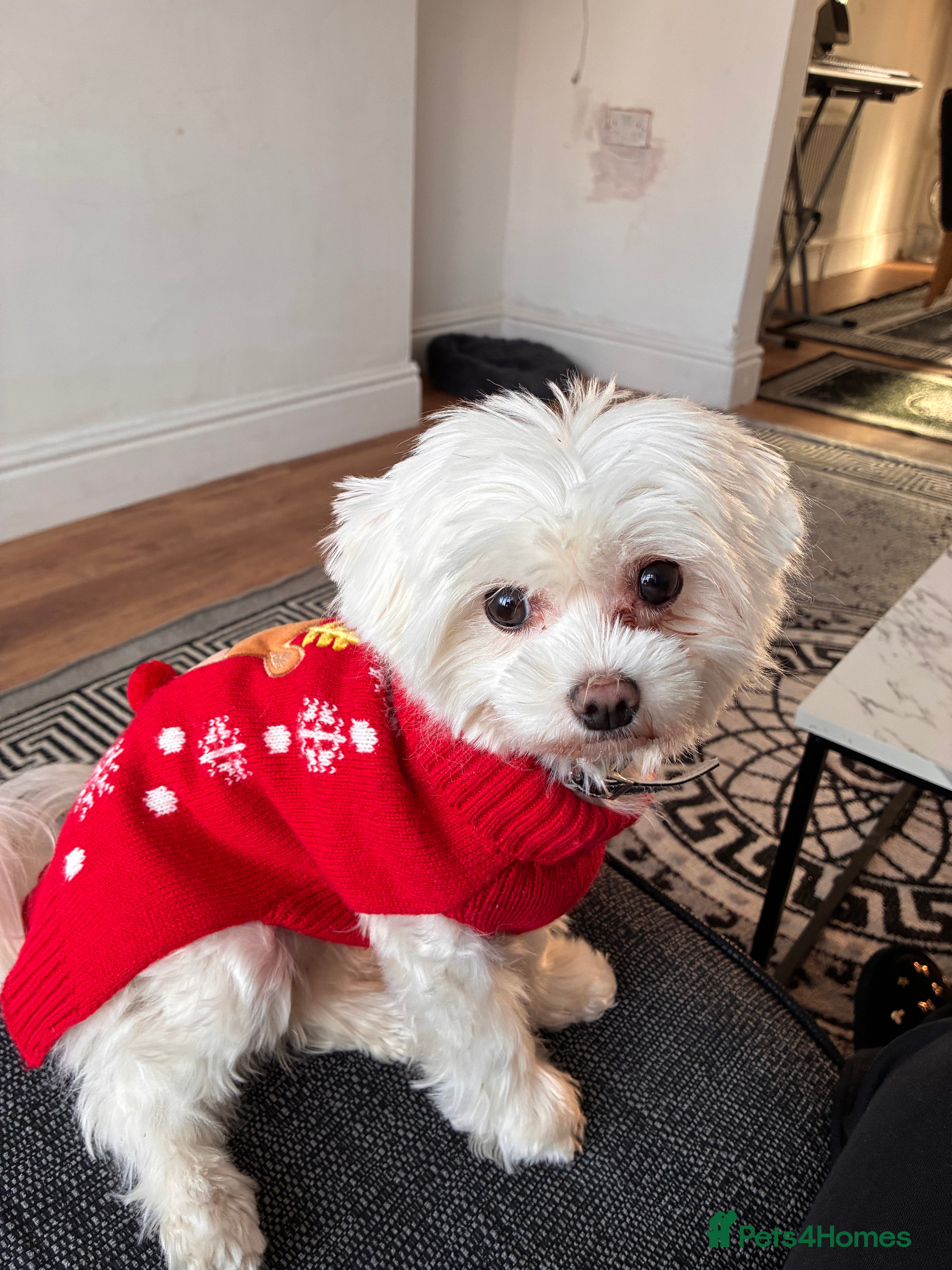 Maltese dogs Miss Lily  - Advert 6