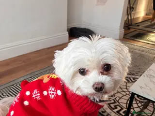 Maltese dogs Miss Lily - Advert 4