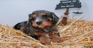 Cavapoo dogs - Advert 2