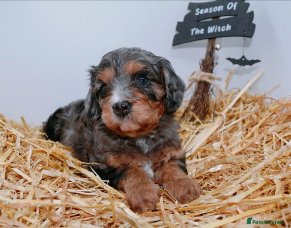 Cavapoo dogs - Advert 1