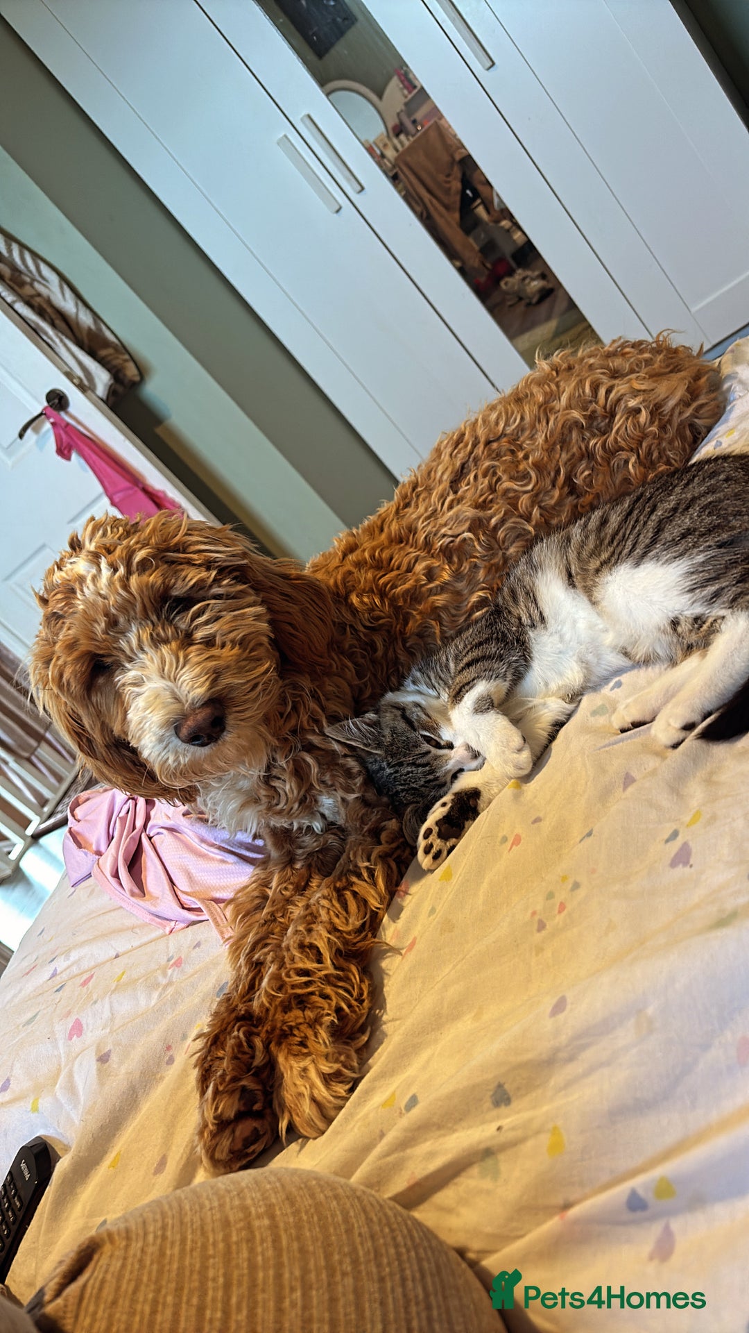 Cockapoo dogs for sale: Cockapoo pup  - Image 1