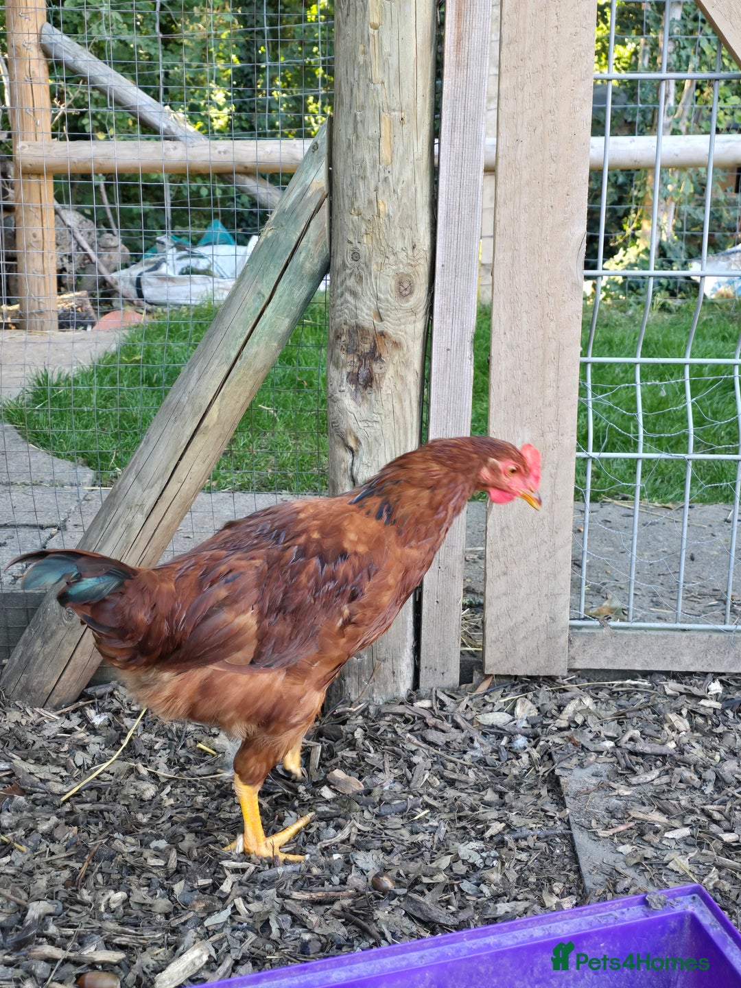 Chickens poultry for sale: Rhode Island Red Cockerells - Image 4