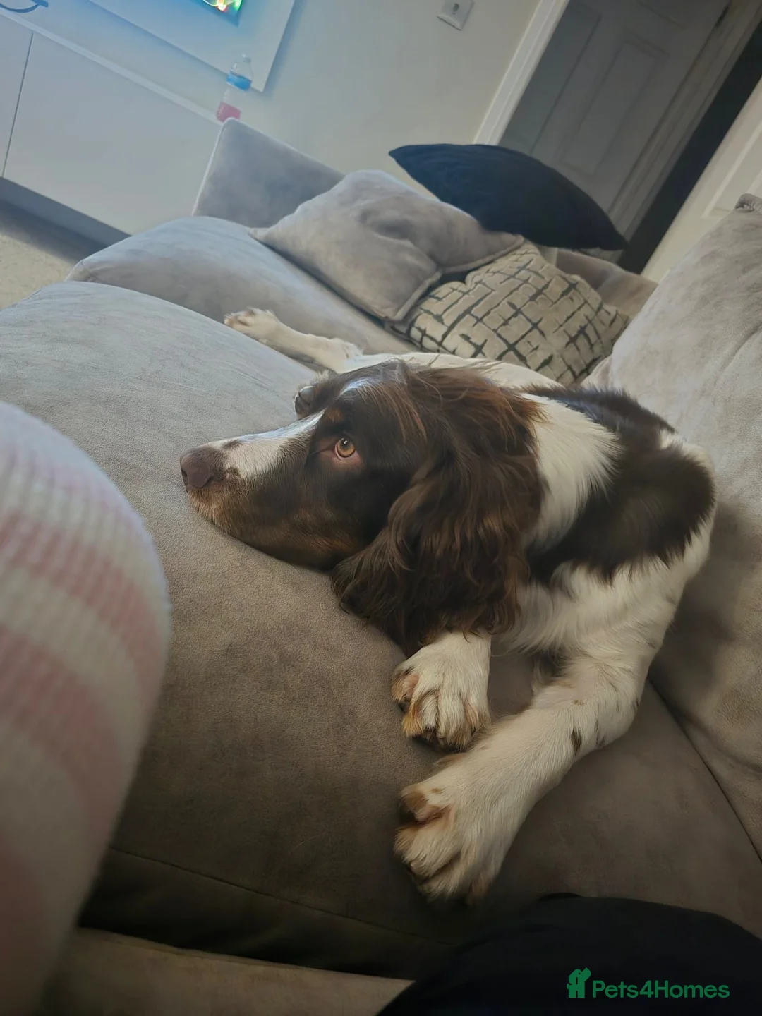 Cocker Spaniel dogs for sale: Male Cocker spaniel  in Newcastle upon Tyne - Advert 2