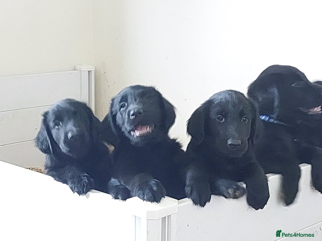 Flat coated Retriever dogs for sale: Flatcoated retriever puppies  - Image 20