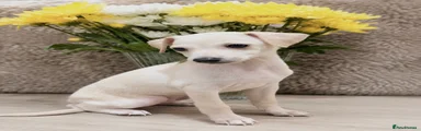 Italian Greyhound 1