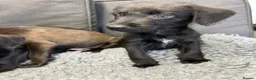 Mixed Breed dogs for sale: BEDDY  WHIPPET PUPS - Advert 31
