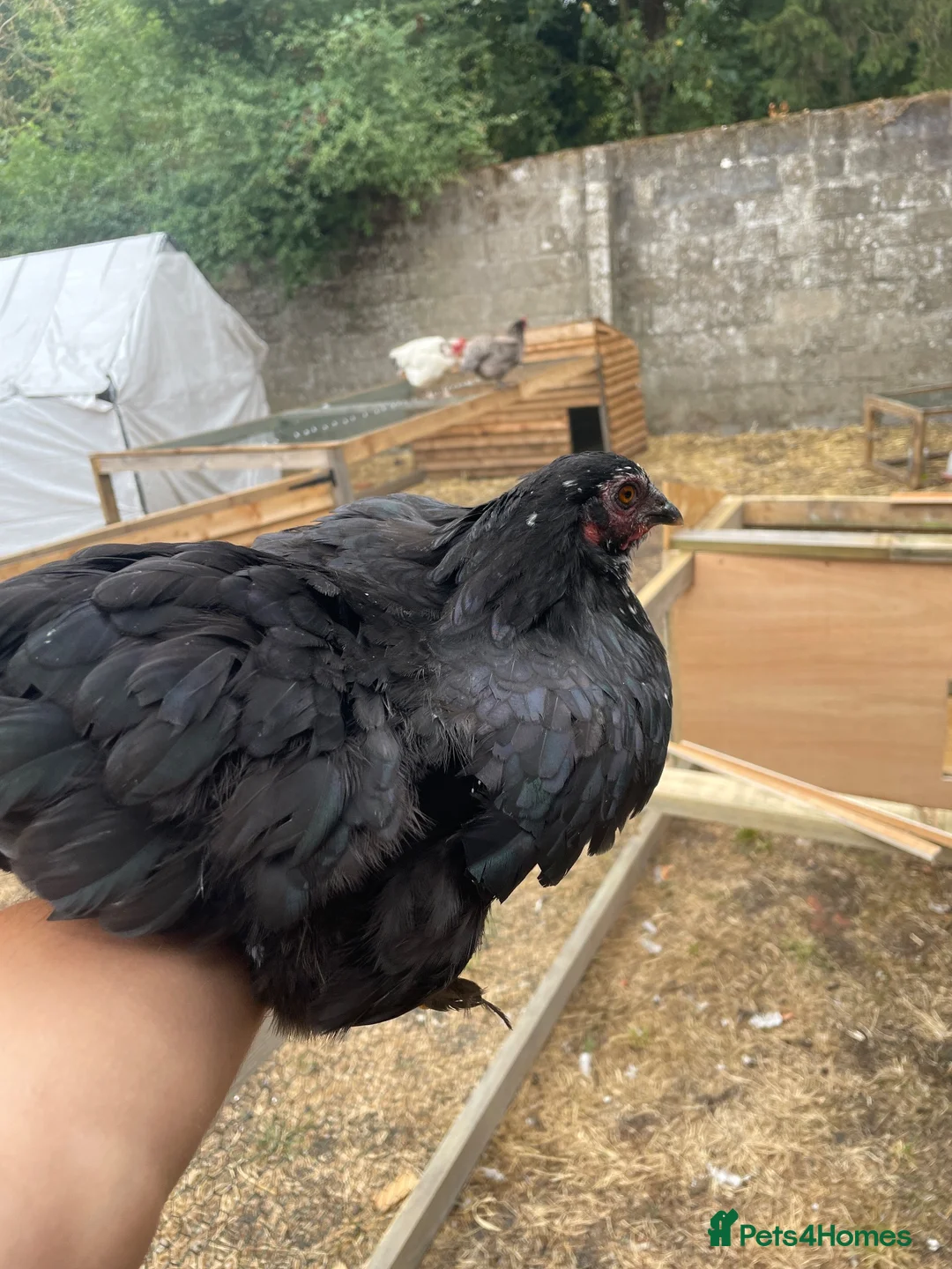 Chickens poultry for sale: Laying hen + other Chickens for Sale  - Advert 2