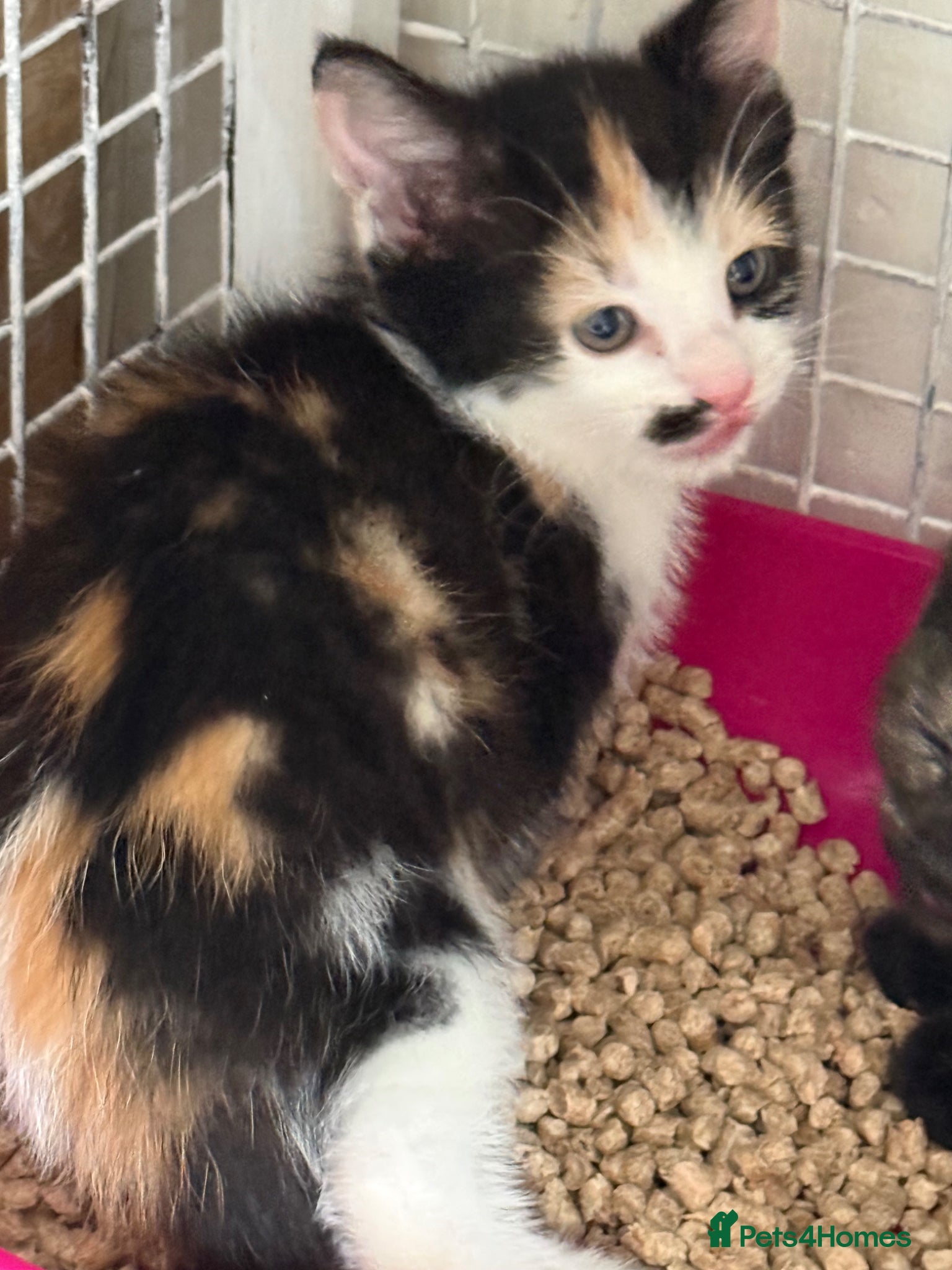 Mixed Breed cats BEAUTIFUL KITTENS FOR SALE x BSH 💙 💙🩷🩷 £85  - Advert 3