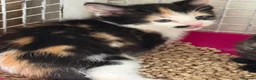 Mixed Breed cats for sale: BEAUTIFUL KITTENS FOR SALE x BSH 💙 💙🩷🩷 £85  - Advert 1