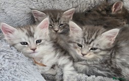 Maine Coon cats for sale: Tica Registered Maine Coon kittens  - Image 26