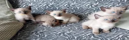 Mixed Breed cats for sale: Ragamise kittens - Advert 3
