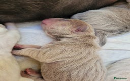 Shar Pei dogs for sale: Shar Pei Puppies - Image 13