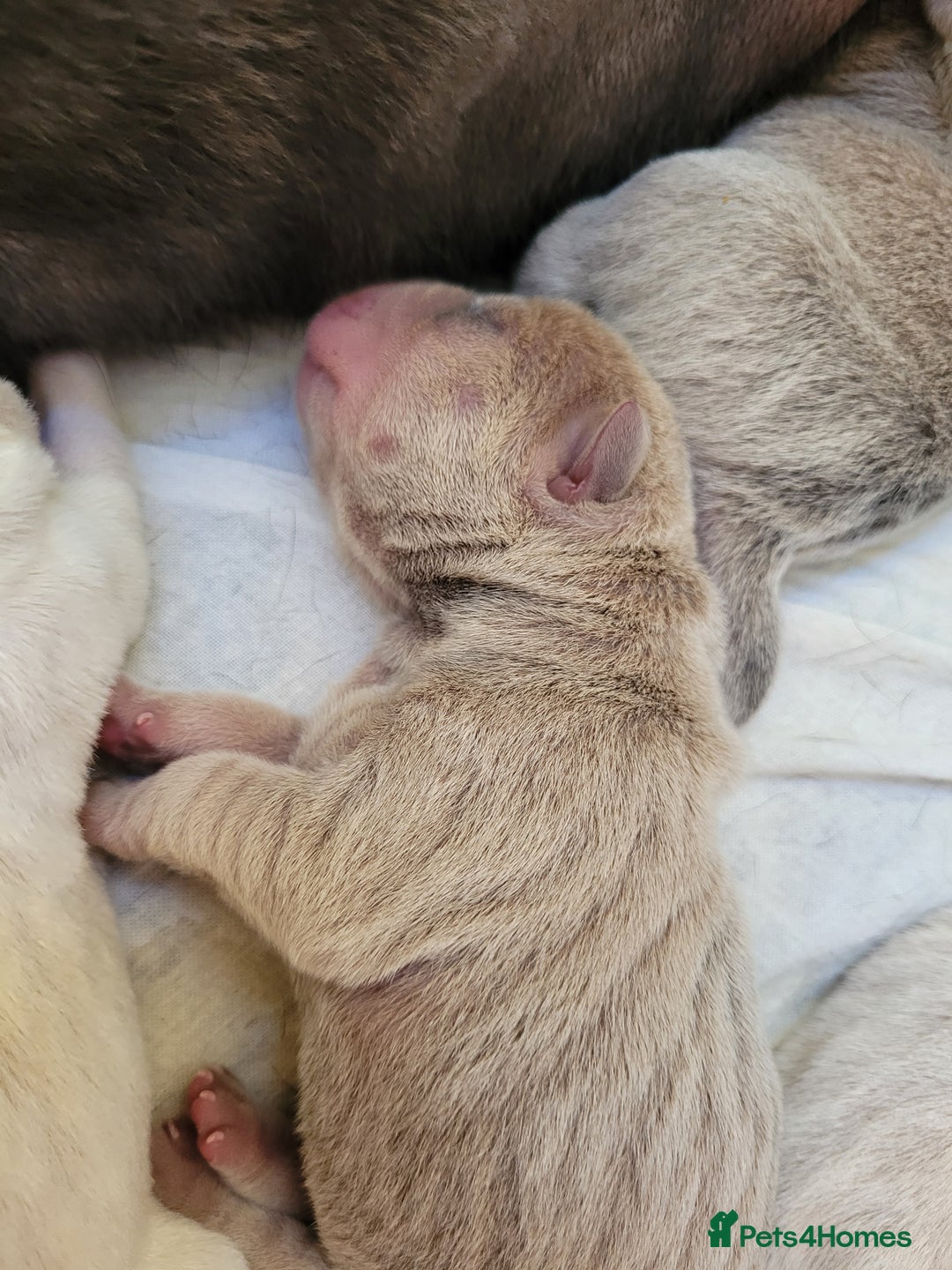 Shar Pei dogs for sale: Shar Pei Puppies - Image 13
