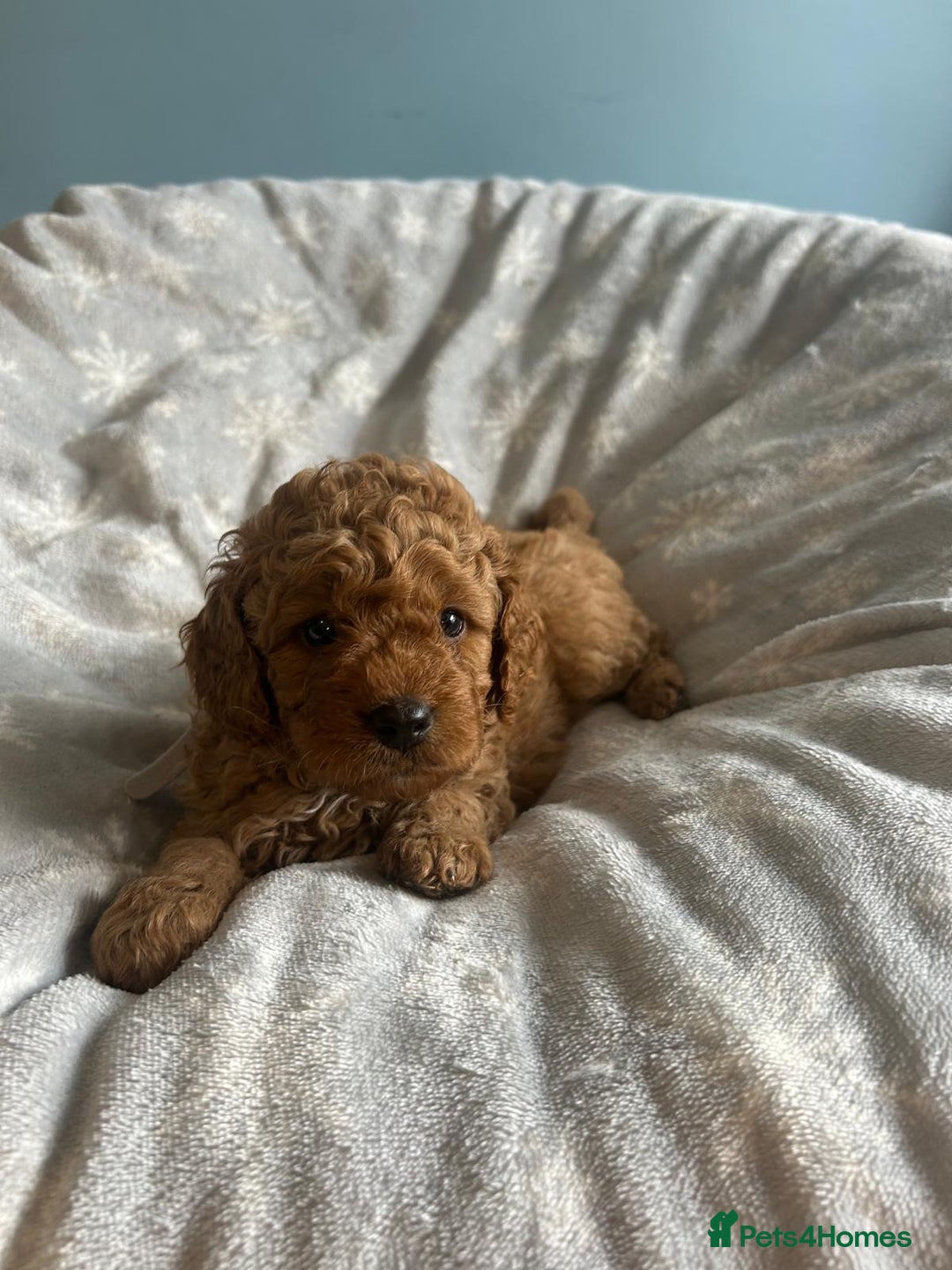 Cavapoo dogs for sale: Stunning F1B Cavapoo puppies  - Image 15
