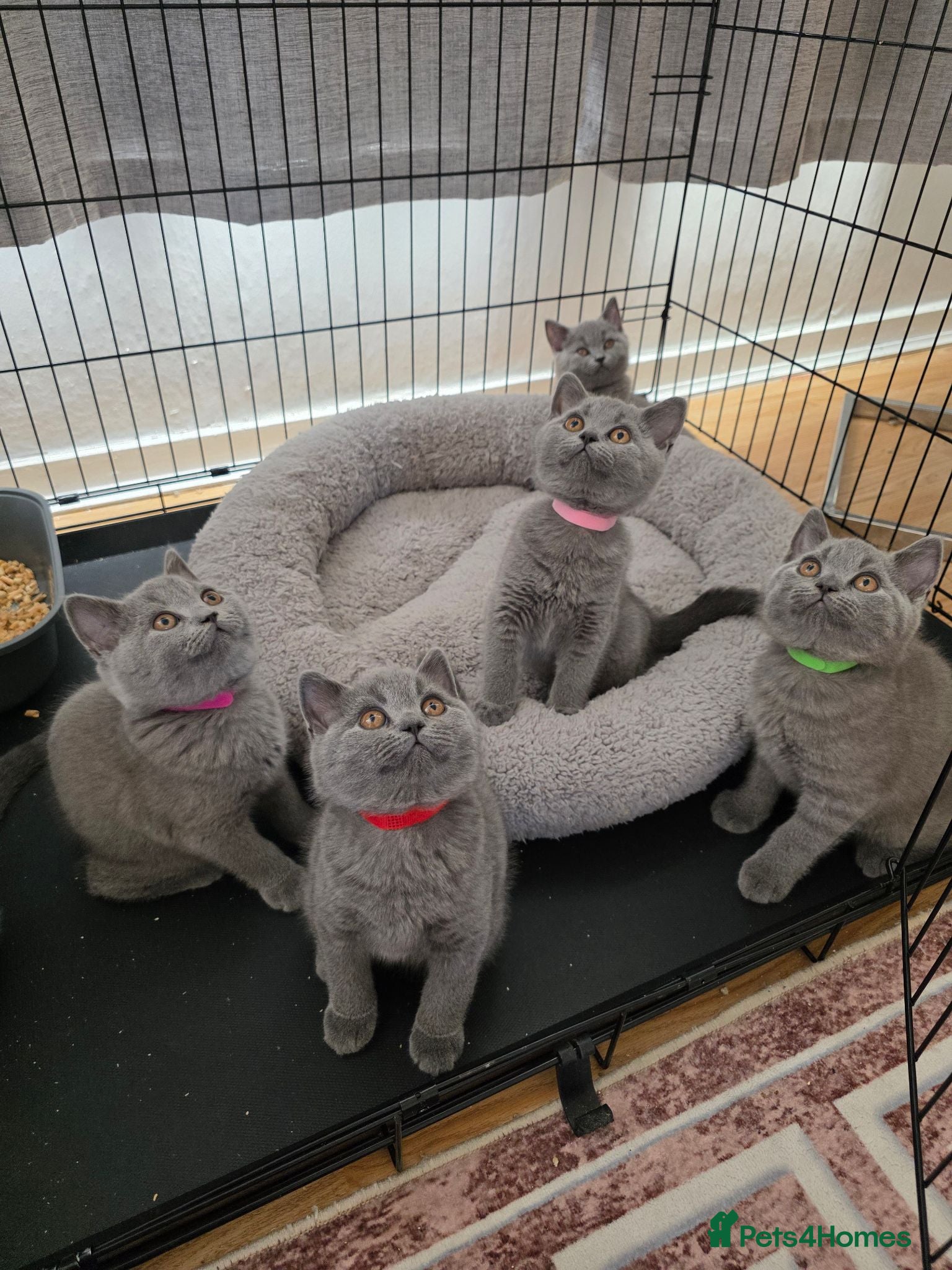 British Shorthair cats British Shorthair Kittens  - Advert 2