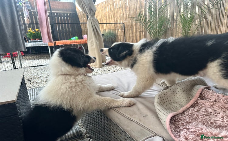 Border Collie dogs - Advert 11