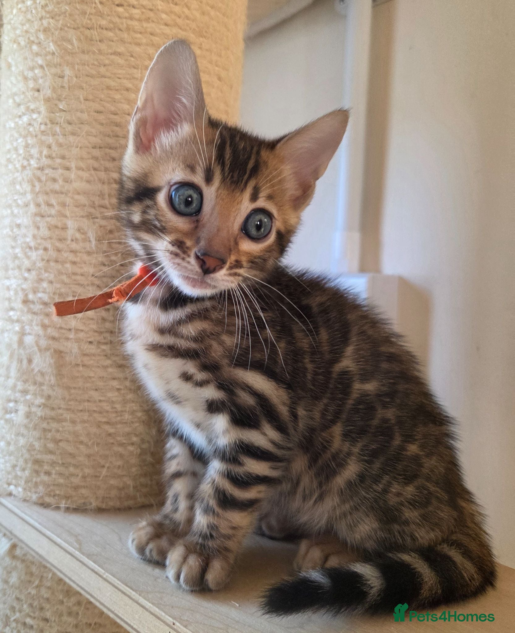 Bengal cats ⚜️Bengal kittens Tica registered ⚜️ - Advert 7