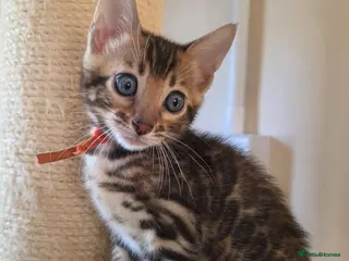 Bengal cats ⚜️Bengal kittens Tica registered ⚜️ - Advert 7