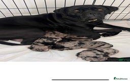 Cane Corso dogs for sale: Cane corso Merle  - Image 9