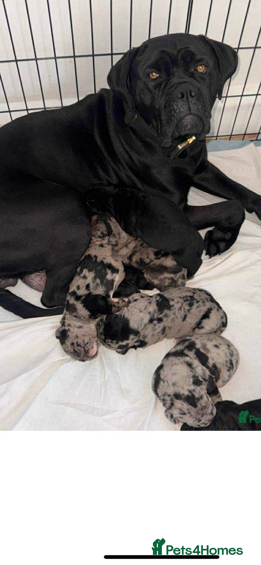 Cane Corso dogs for sale: Cane corso Merle  - Image 9