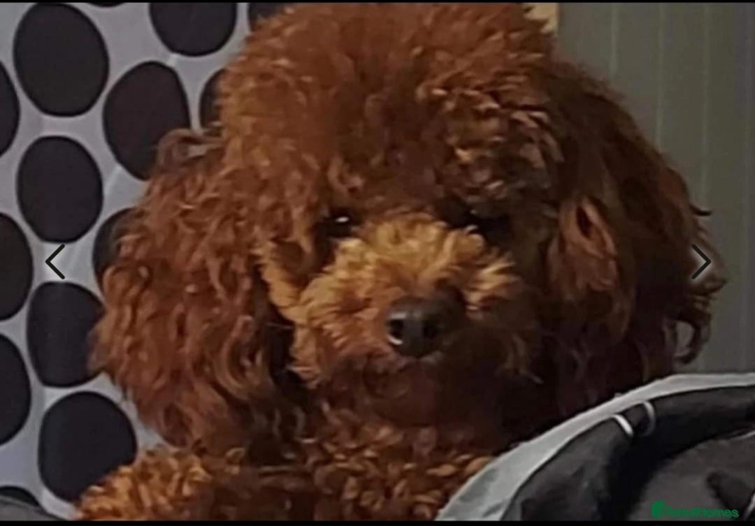 Toy Poodle dogs for sale: **Beautiful Toy Poodle Babies** - Image 7
