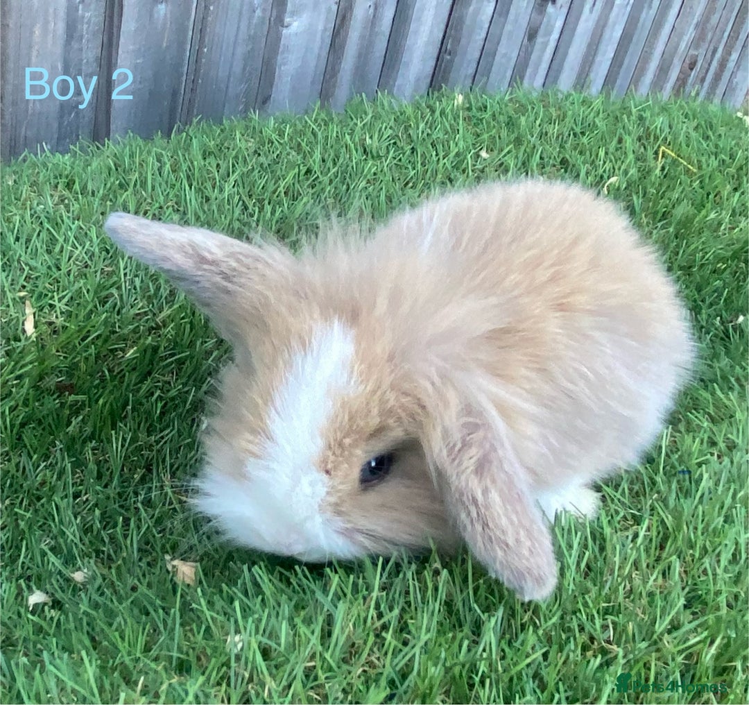 Mini Lion Lop rabbits for sale: Adorable Mini Lion Lops available for Loving Homes - Image 6