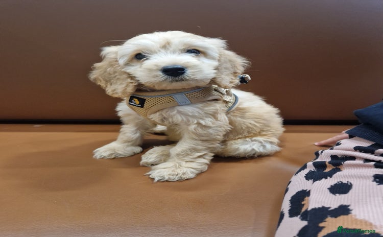 Cavapoo dogs - Advert 1