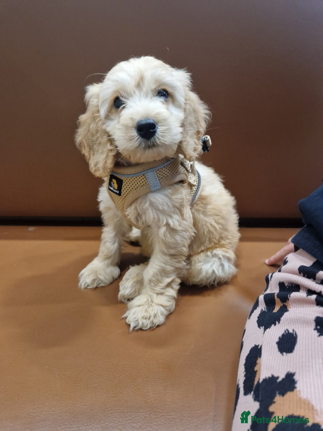 Cavapoo dogs for sale: Cavapoo Pup - Image 1