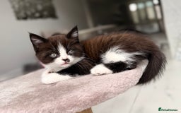 Persian cats for sale: Half Persian male  - Image 15