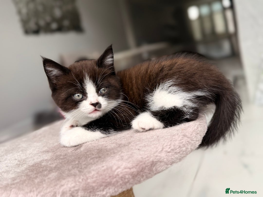Persian cats for sale: Half Persian male  - Image 15