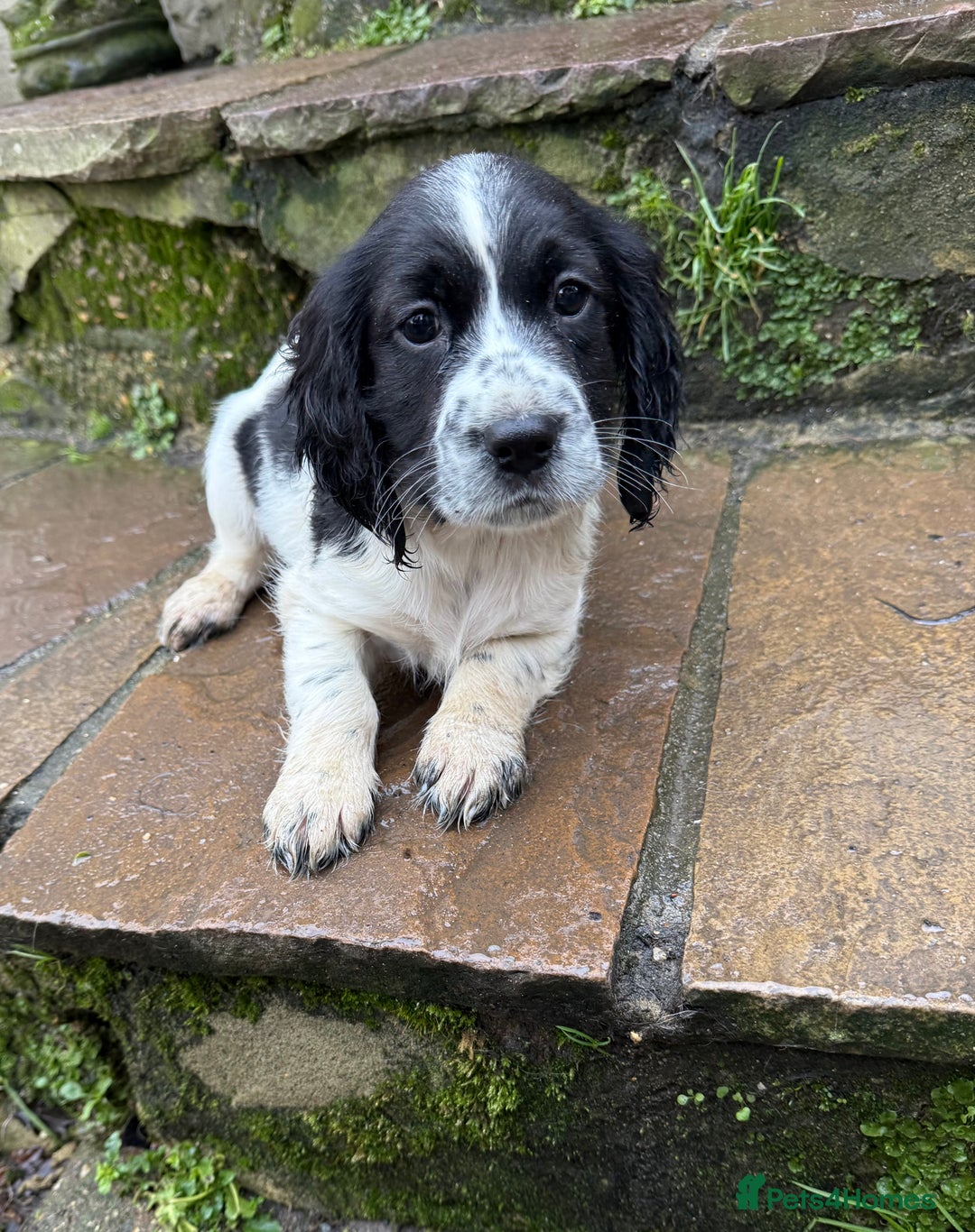 Cocker Spaniel dogs for sale: Ready to leave now! Cocker spaniel puppies  - Advert 2