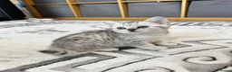 British Shorthair cats for sale: Four Beautiful BSH Tabby Kittens  - Advert 6