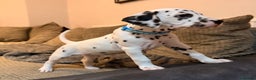 Dalmatian dogs for sale: 🐾 Beautiful Dalmatian Puppies 🐶  - Advert 7