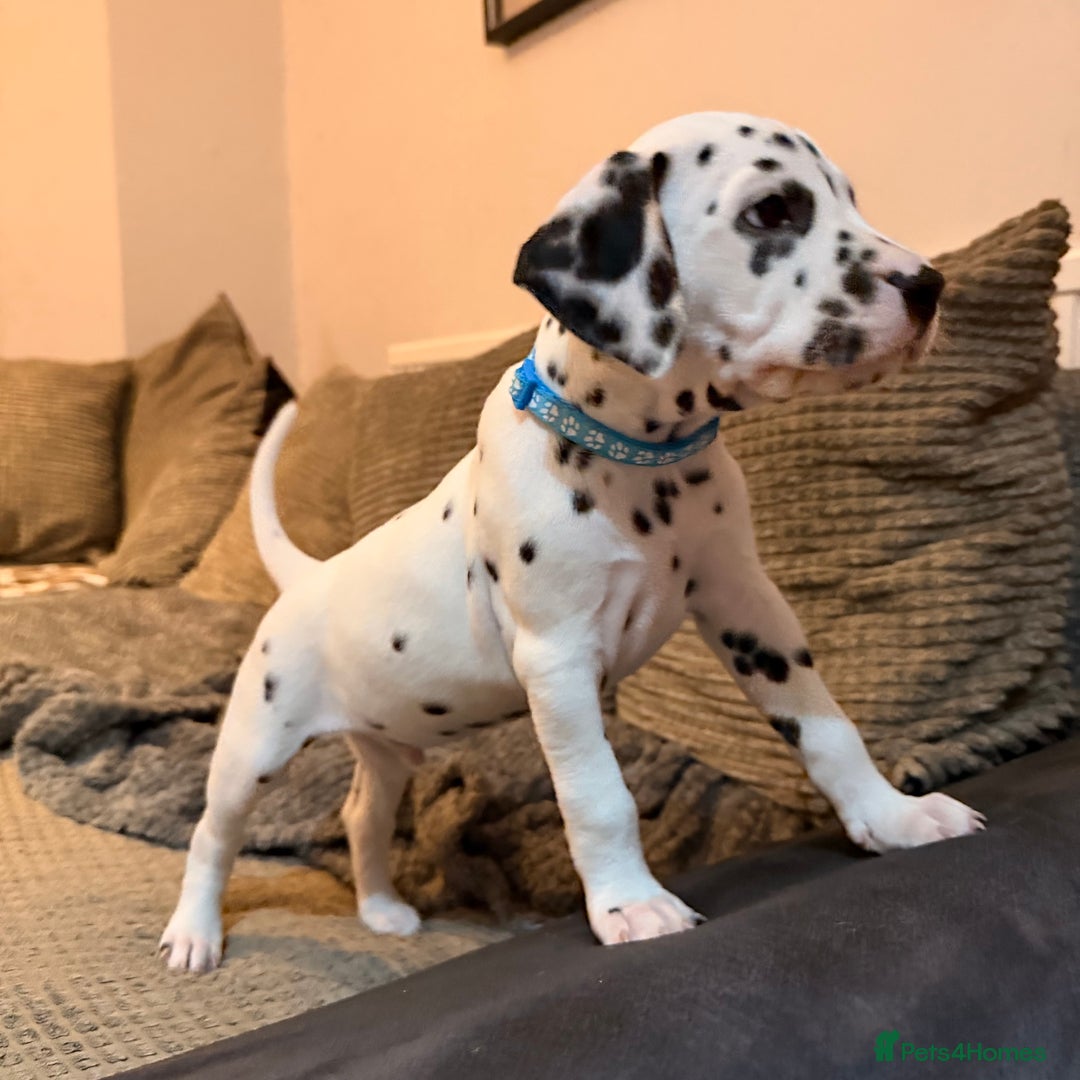 Dalmatian dogs for sale: 🐾 Beautiful Dalmatian Puppies 🐶  - Advert 7